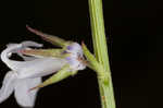 Pale lobelia